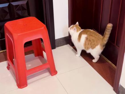 人,咪敲门快吗? #佑多萌 #佑多萌萌小畅 #宠物益生菌 #懂礼貌的小猫咪 #猫咪的迷惑行为