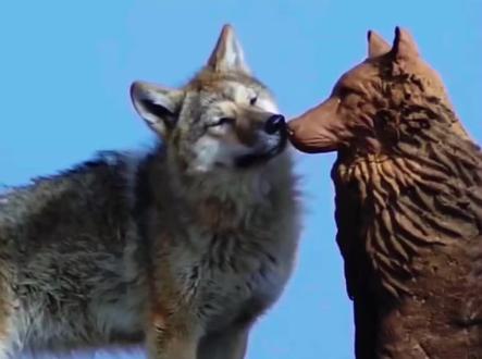 #重返狼群#狼王格林#李微漪🎈 2013年,格林成长为一代狼王,娶了狼后格桑,他们也有了后代,而且是4只,名字分别叫:双截棍 福仔 飞毛腿和小不点。后得知双截棍被铁圈勒死了,福仔被打狗棒打死了,小不点失踪了,好在飞毛腿侥幸逃脱回到了格林夫妇的身边。