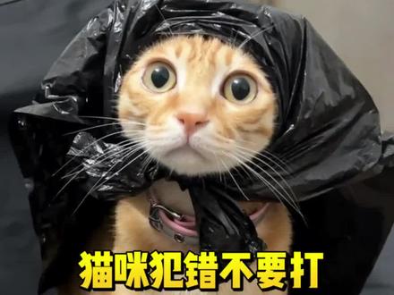 猫咪犯错不用打!找到猫咪身上的小bug,轻松改掉各种小毛病#新手养猫#养猫经验分享#猫咪#科学养宠攻略 #新手养猫