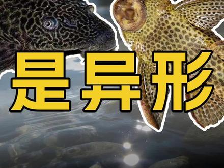 不是清道夫是异形 #海底青年 #清道夫 #异形