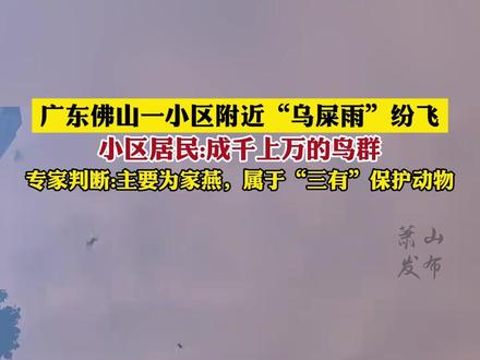 广东佛山一小区附近“乌屎雨”纷飞 小区居民:成千上万的鸟群 专家判断:主要为家燕,属于“三有”保护动物@DOU+小助手 #社会百态 #鸟屎来袭 #家燕 #万万没想到 #屎到临头