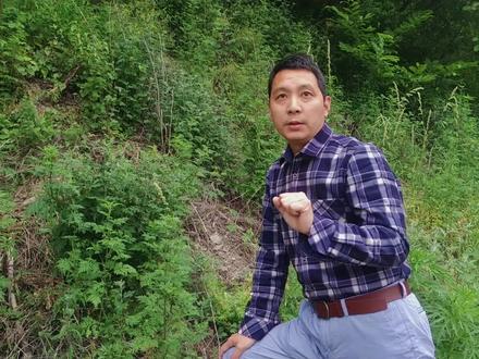 黄花蒿、茵陈蒿、艾蒿都属于菊科蒿属植物,它们都有很高的价值 #创作灵感 #中药本草 #三农 #大自然 #端午