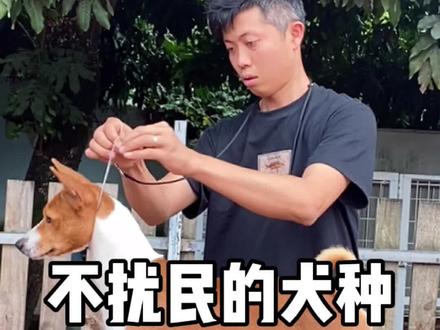 不用担心吠叫扰民的品种“哑犬”#家有萌宠 #狗狗 #萌宠