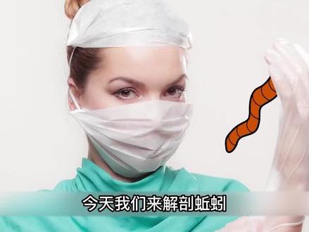 蚯蚓是雌雄同体,却还找对象乱搞?它内部是什么样子的?【解剖】 #蚯蚓 #生物科普 #猎奇 #解剖
