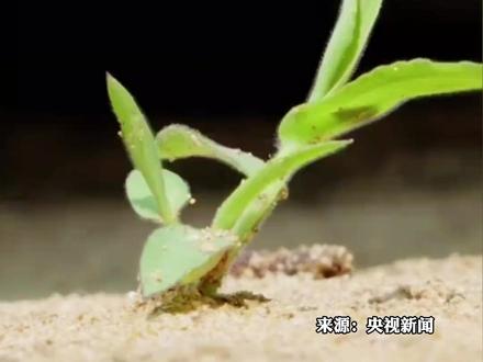 中国用激光种地了
我国自主研发的激光除草设备 AI识别杂草 除草率可达95%