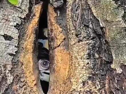 这种神秘洞能掏吗?#野外动物