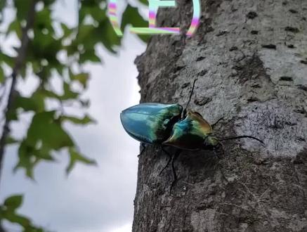 昆虫中的宝石,吉丁虫#昆虫世界 #神奇动物在抖音 #奇妙的动物 #甲虫 #昆虫