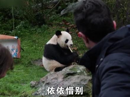 旅法大熊猫回国法国人冒雨送别 #大熊猫 #旅法熊猫 #旅法大熊猫 #旅法大熊猫回国