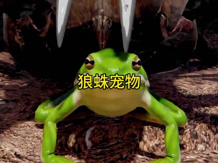 狼蛛驯化青蛙作为宠物,动物之间的互利共生关系#动物 #涨知识