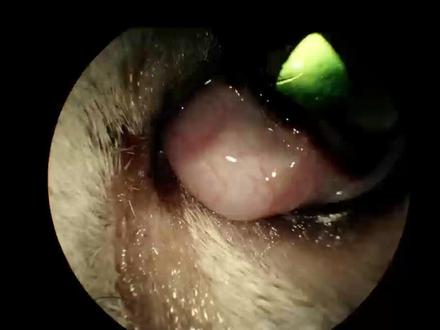 猫T形软骨切除术#宠物眼科#宠物眼科医生