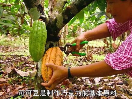 《造物百科》-可可豆的制作方法 #科普知识 #造物百科 #可可豆制作 #奇怪农作物 #巧克力