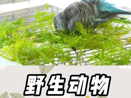有了标识卡,到哪都不卡 #奇妙的动物 #野生动物 #保护鸟类