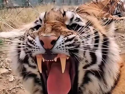 不同猫科动物的真实叫声,听完哪个才是你的最爱#神奇动物在抖音