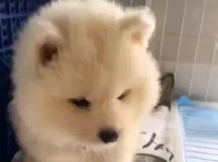 三十秒教会你如何分辨狗狗是感冒了还是窝咳,养狗人一定要看完!#新手养狗 #狗狗感冒 #犬窝咳 #养狗经验分享