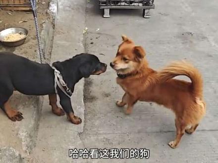 #上热门 回访探望送养出去的小黄狗#萌宠 #流浪狗