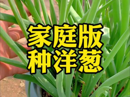 家庭版种洋葱,留一口葱,就省了买种子的钱😂#新农人计划2023 #洋葱 #种洋葱