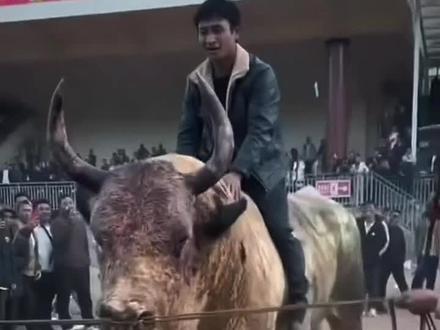 云南四不限冠军白将军。
#斗牛 #斗牛视频 #斗牛爱好者 #动物的迷惑行为