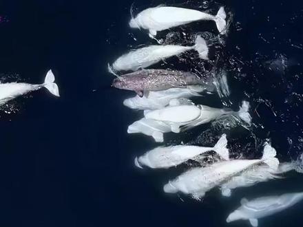 当迷路的独角鲸遇到暖心的白鲸群会发生什么样的故事 #神奇动物在抖音 #动物世界 #独角鲸 #白鲸 #海洋生物