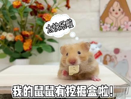 我的鼠鼠也有挖掘盒啦!平替版也玩的很快乐😆挖呀挖呀挖~ #金丝熊 #仓鼠 #鼠鼠我呀 #萌宠 #养鼠日常分享