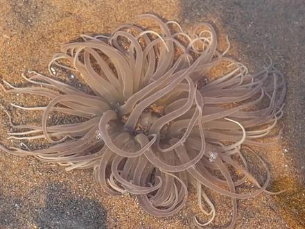 纹铭赶海:刚到海边就发现一只大海葵,还有大螃蟹,回去直接做个螃蟹面,太好吃了#赶海