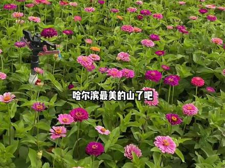 周末想带着全家人一起感受大自然的一定不能错过这个离市区最近的天恒山风景区,只有两千米左右的上山路还非常的平整就能看到真真正正的花海真的很美#黑龙江创作者联盟 #一起享受大自然的美 #跟着抖音去度假 #亲子游玩好去处 #暑假嗨玩计划