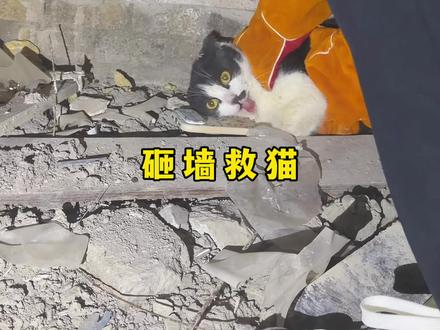一切都会越来越好的! #拯救猫咪行动 #猫咪小院 #小锋小志 #小锋小志搬家