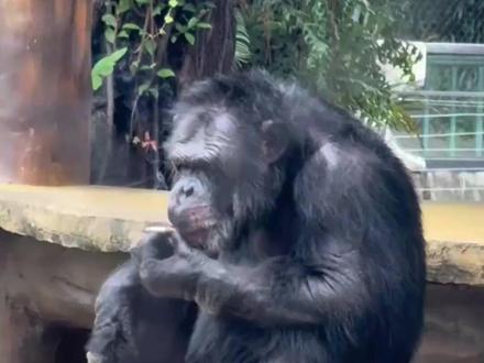 南宁动物园回应大猩猩娴熟抽烟,工作人员:香烟应为游客丢入,以后会去排查打火机 加强巡逻。#大猩猩抽烟 #热点