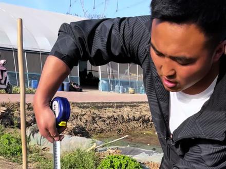 大缸养荷花 大缸深度1米以下的,冬天不受冻害的地区的花友,建议直接种植,空间大,开花多,开品好,花期长#爱生活爱养花 #大缸养荷花 #种植小技巧