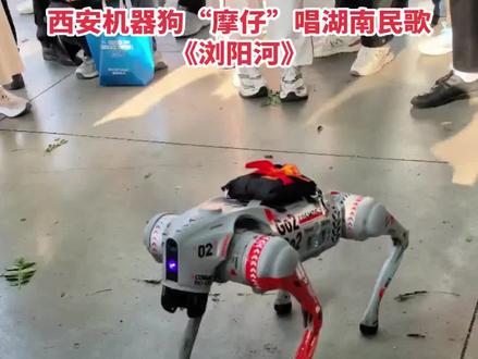 西安大唐不夜城的网红机器狗“摩仔”已成为科技文旅的现象级IP。
其硬件本体为“魔法原子MagicDog Pro”,由西安本土企业智莱特研发并部署。它并非单纯的预设程序,而是采用“人机协作”模式:后台人员介入高情商对话,AI则独立处理诗词对答、成语接龙等标准化互动。它能识别情绪、撒娇握手,并以一口地道的陕西方言与游客幽默唠嗑,极具亲和力。
摩仔集自主行走、跟随避障等功能于一身,凭借既有“灵魂”又有“温度”的表现,成为了大唐不夜城里最接地气的“科技向导”。