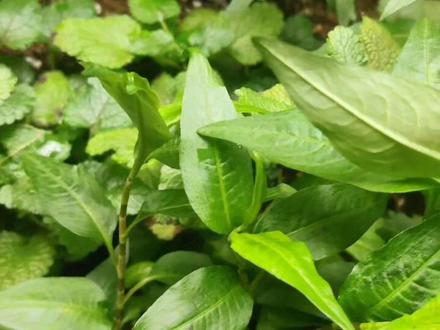 今日立春🌿
阳台迷你香草园的越南芫荽该剪毛了~
就煮一碗越南素pho啦👏#大自然的馈赠