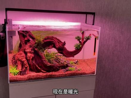 新款尼特利AT5 S伸缩系列开箱啦!#草缸造景 #水草造景 #草缸