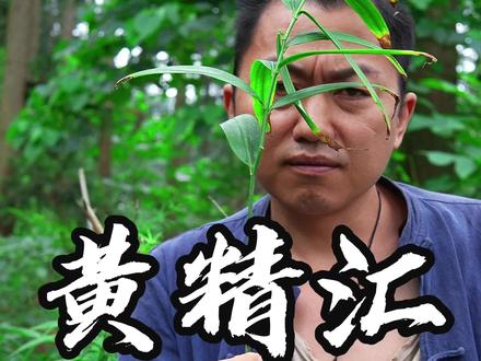 今天把几种黄精对比一下子#植物