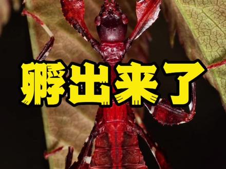 没想到就这么孵化了 我觉得我蛮厉害的 什么都会养 没办法 这就是实力~🐶
#昆虫 #昆虫世界 #昆虫总动员 #竹节虫 #你知道这是什么吗