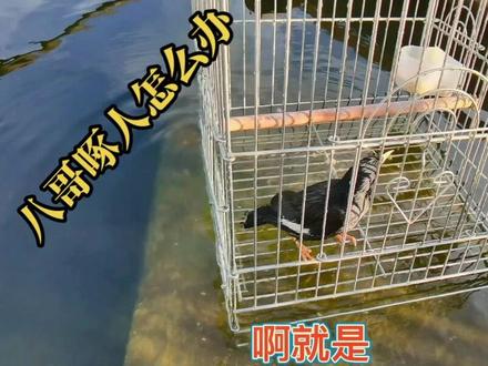 八哥啄人的习惯怎么改掉,方法您学会了吗?#萌宠 #宠物 #萌宠出道计划 #八哥鸟 #快乐宠物