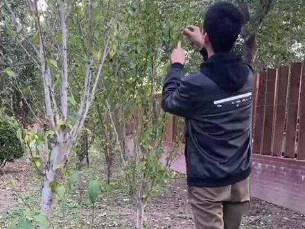 第二期《螳螂卵的寻找及养护(上)》#螳螂#螳螂怎么出生的你知道吗 #螳螂羽化