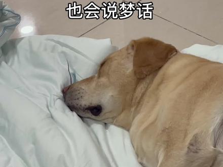 狗狗也会做梦,也说梦话#拉布拉多 #萌宠