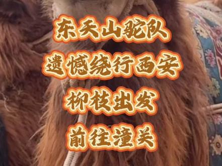 为啥东天山驼队绕开西安主城区?车多人密骆驼容易受惊吓安全风险高,东天山驼队西安绕行途经华阴前往潼关#华阴出发#东天山驼队爽约西安#你见过吗骆驼队在哪里#西安同城#华阴到潼关