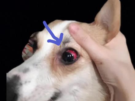 #科学养宠攻略 #养狗经验分享 #狗狗 狗狗 眼睛红 是怎么了?