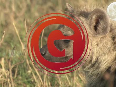 女权社会的鬣狗家族,女王是如何诞生的,王位是如何继承的 #动物世界 #奇妙的动物