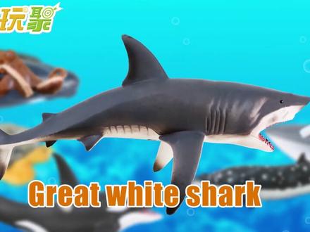 带你认识海洋中体态怪异的锤头鲨