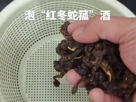 红冬蛇菰泡酒“回春草”酒!