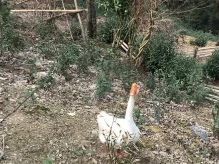 盘点大鹅的迷惑行为,大鹅是懂人性的,可以正常沟通 #农村大鹅有多霸道 #鹅 #动物的迷惑行为 #大鹅成精了