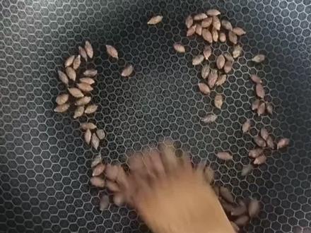 最近老二鼻炎严重,听了个民间偏方,赶紧动手做起来。