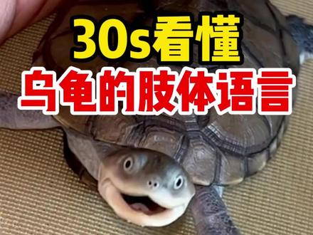 30s看懂乌龟的肢体语言,让你更了解龟龟#乌龟#小乌龟 #宠物知识 #科学养宠攻略 #乌龟日常