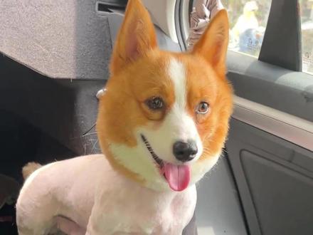 千万不要对狗狗做这三件事#狗狗 #狗狗是人类最忠实的朋友 #宠物狗狗 #宠物狗 #小狗狗