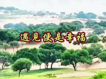 蒙医心身互动疗法#自然疗法#健康养生