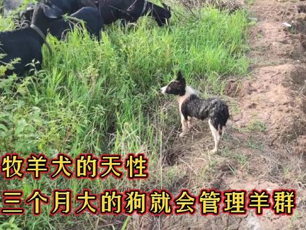 牧羊犬的天性就是放羊,这么小的狗就能帮主人看好羊群