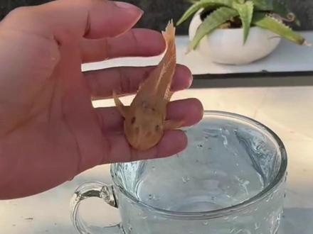 冰冻之后的清道夫还能复活吗?