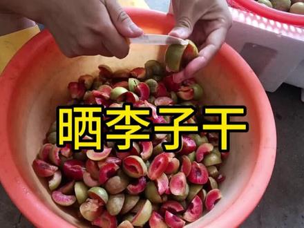 李子这样晒干可以存着吃好久 #李子 #三华李 #酸李子 #腌制 #酸嘢