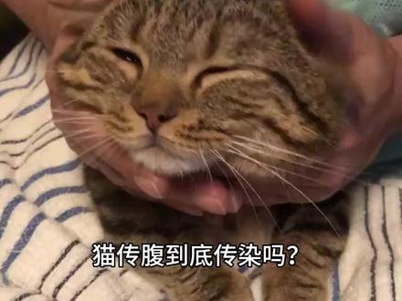 猫传腹到底传染吗?教你了解猫传腹 @抖音小助手